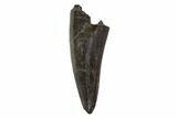 Serrated, Tyrannosaur (Nanotyrannus) Tooth - Montana #97475-1